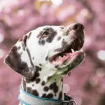 Hvordan ved jeg, om hundesnoren er holdbar og kan tåle min hunds styrke?